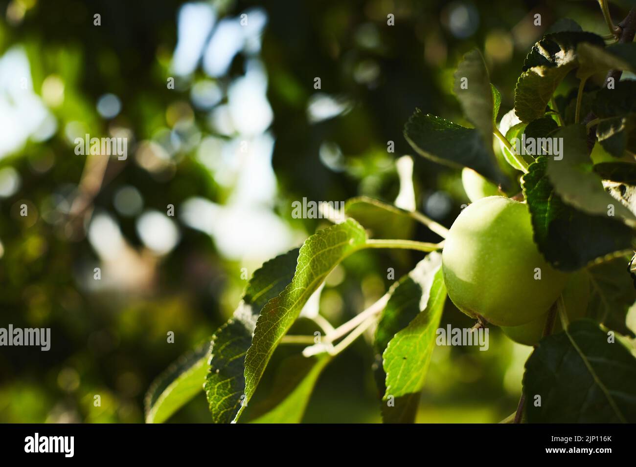 Frutta immatura del melo a metà estate. Scenario rurale. Vista frontale. Foto Stock