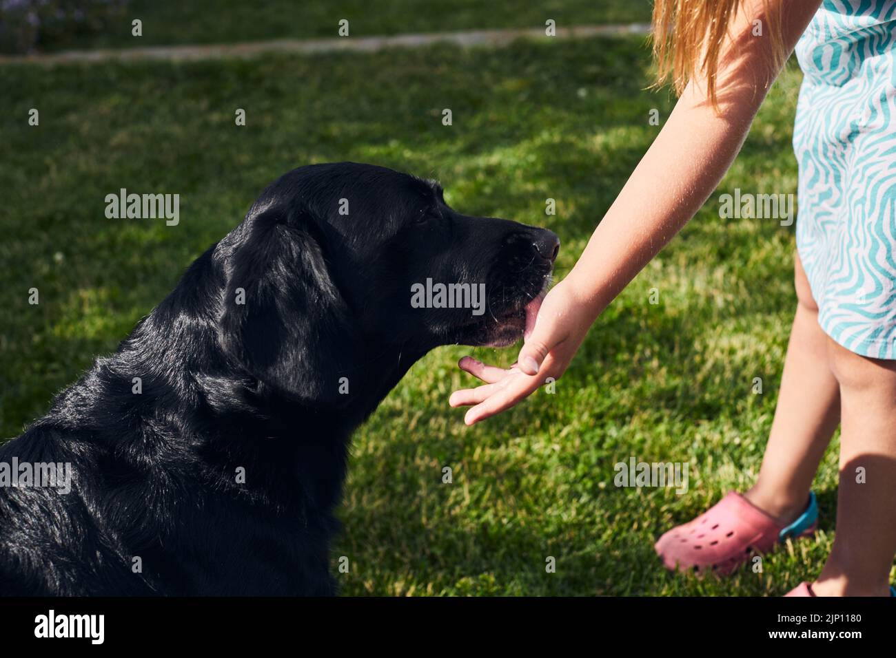 Giovane bella labrador Retriever in campagna leccando il gelato dalla sua mano. Vista frontale. Foto Stock