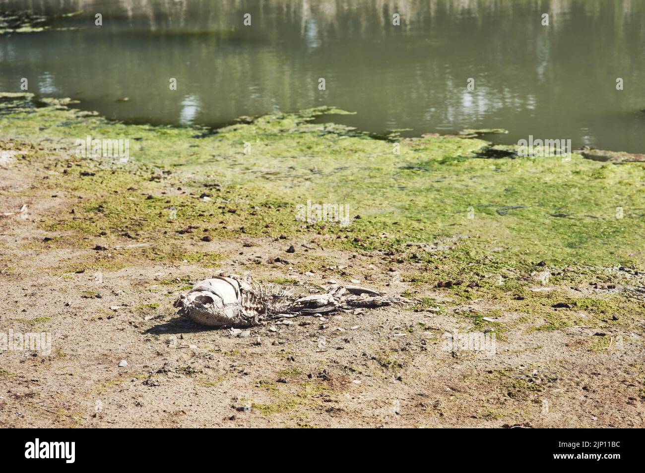 Che triste vista da vedere. Un pesce morto che giace su una zona di terra asciutta durante il giorno in cui una diga usa essere. Foto Stock