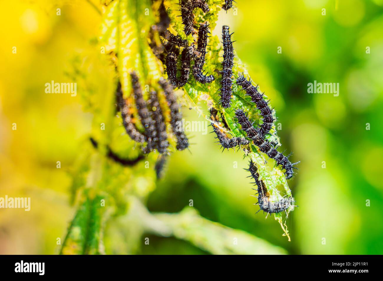 Molti cerchietti neri della farfalla di pavone sulle ortiche da vicino, sfondo sfocato. Un bruco nero con punte e punti bianchi mangia l Foto Stock