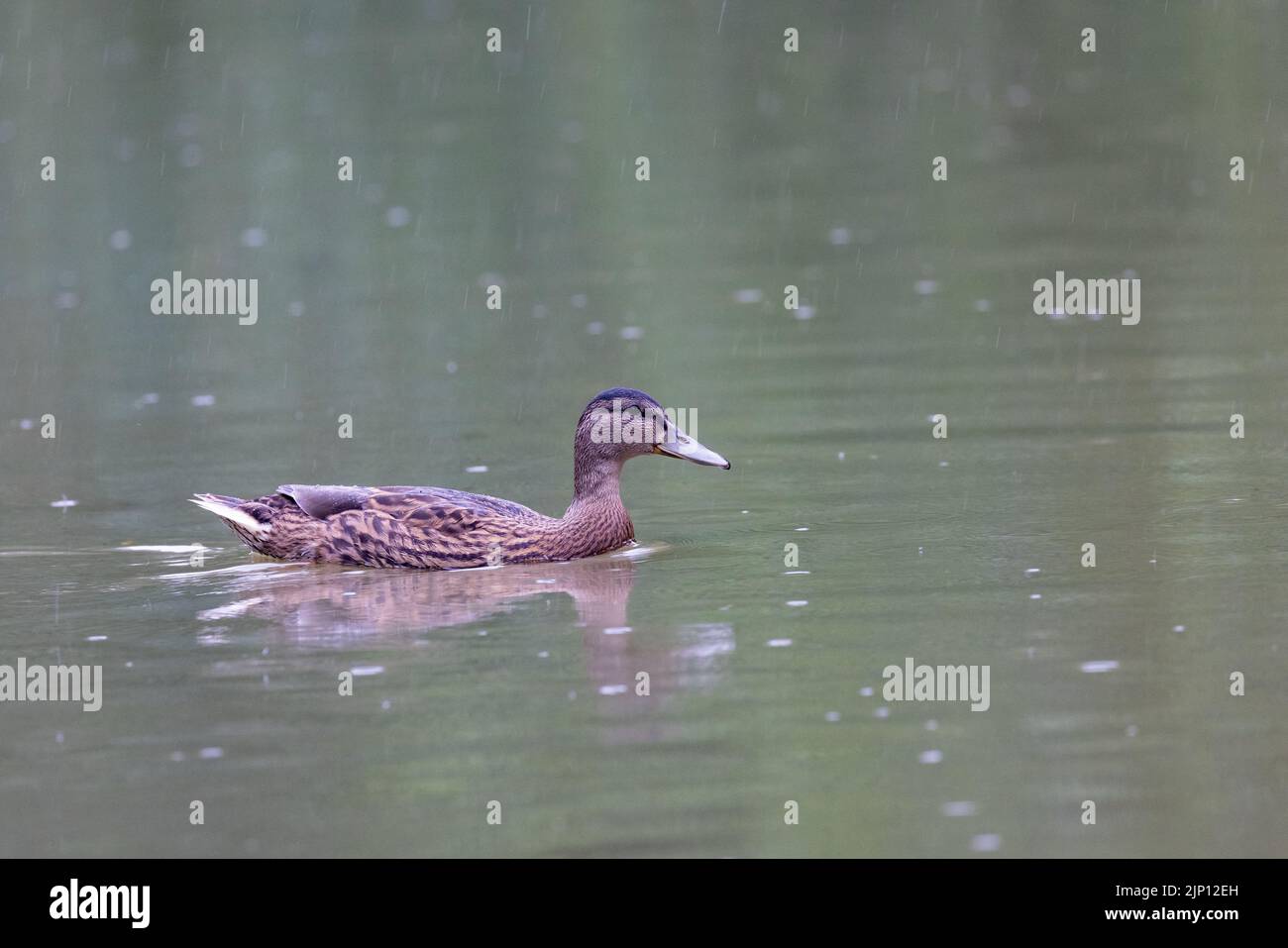 Femmina Mallard [ Anas platyrhynchos ] su stagno con pioggia che cade Foto Stock