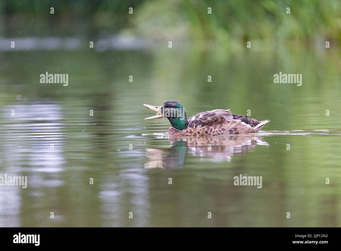 Maschio Mallard [ Anas platyrhynchos ] su stagno con pioggia che cade Foto Stock