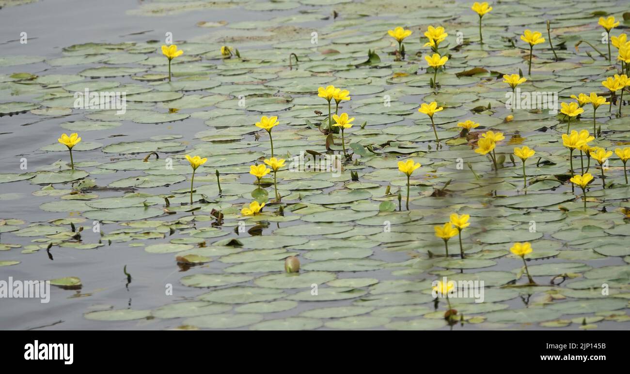 Giglio d'acqua frangiato o peltata di Nymphoides che cresce in massa in questo canale olandese Foto Stock