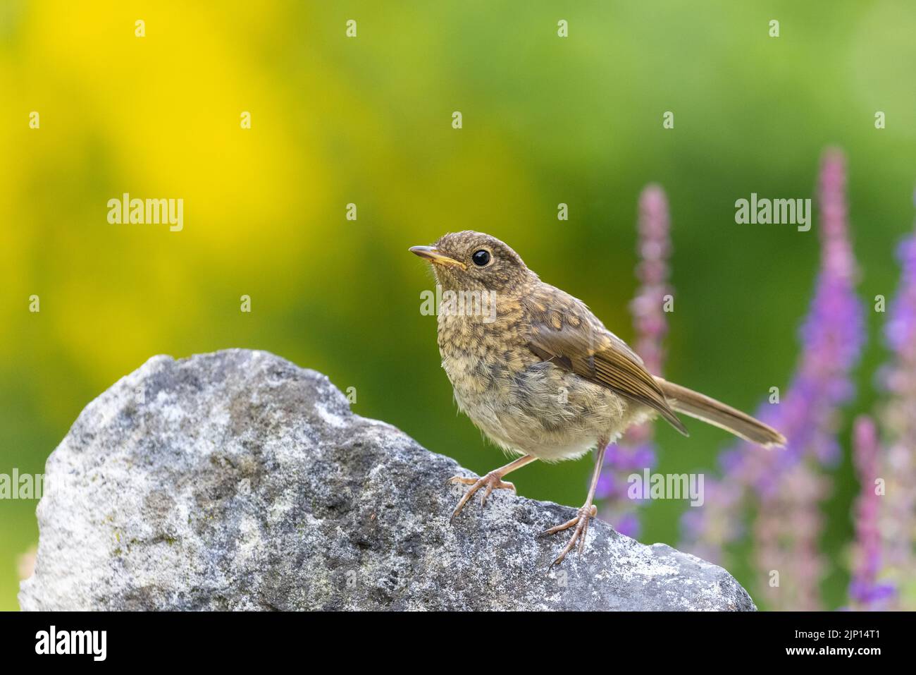 Robin giovanile [ Erithacus rubecula ] sulla roccia con fiori fuori fuoco sullo sfondo Foto Stock