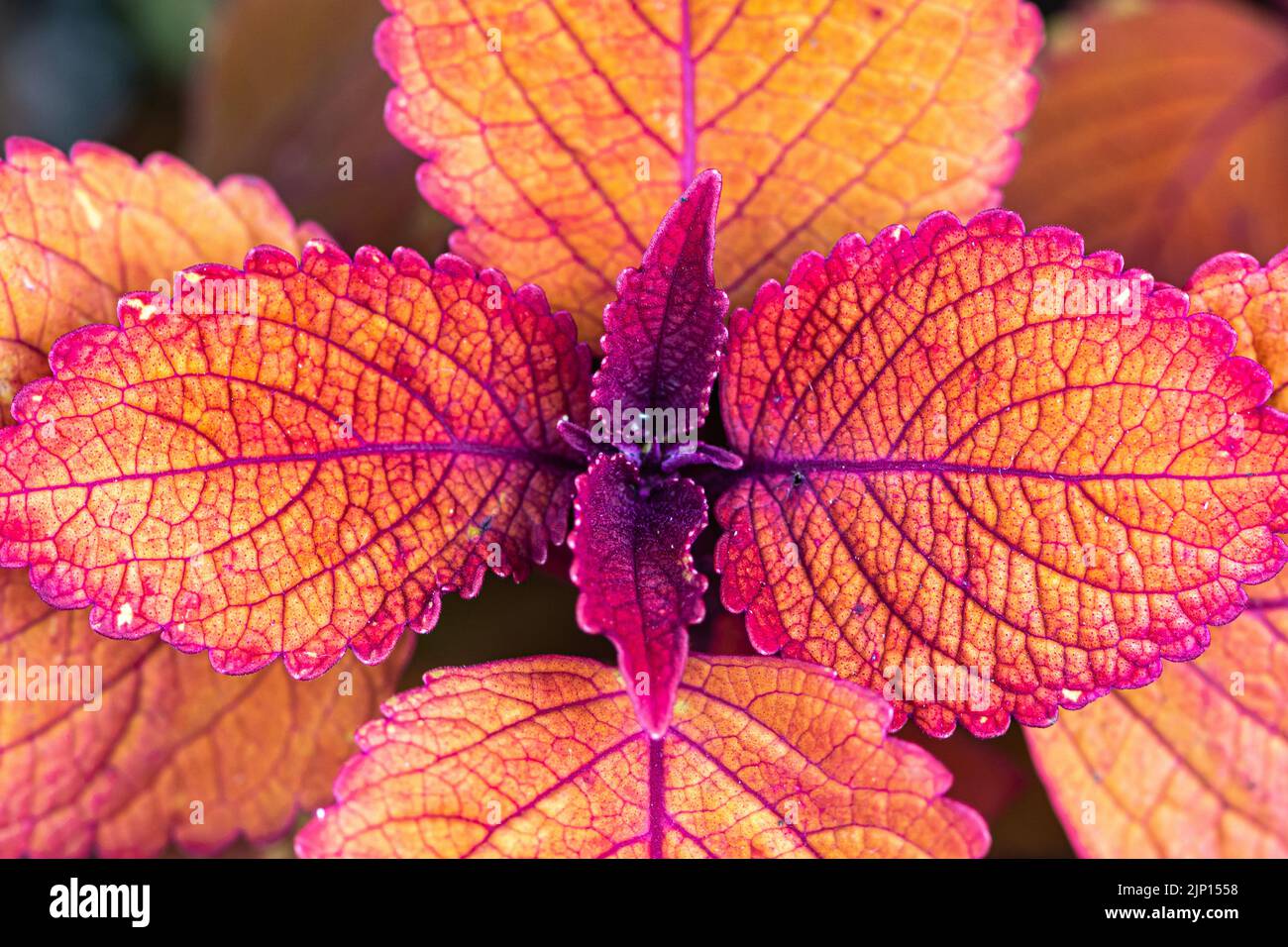 coleus ortiche anche conosciuto come solenostemon, vista di primo piano del fogliame della pianta in profondità di campo poco profonda, preso dall'alto. Messa a fuoco selettiva Foto Stock