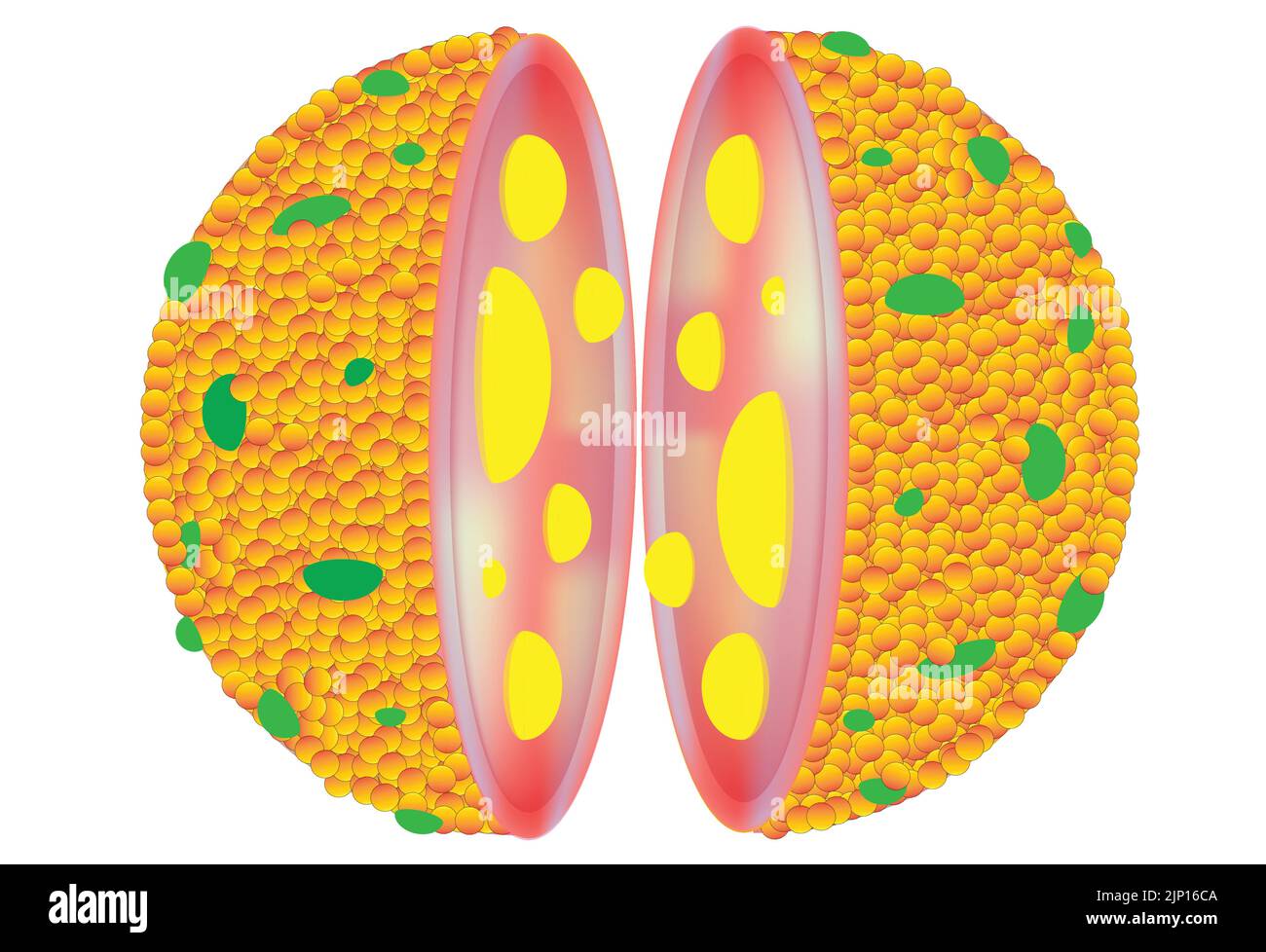 Struttura enzimatica lisosomiale Illustrazione Vettoriale