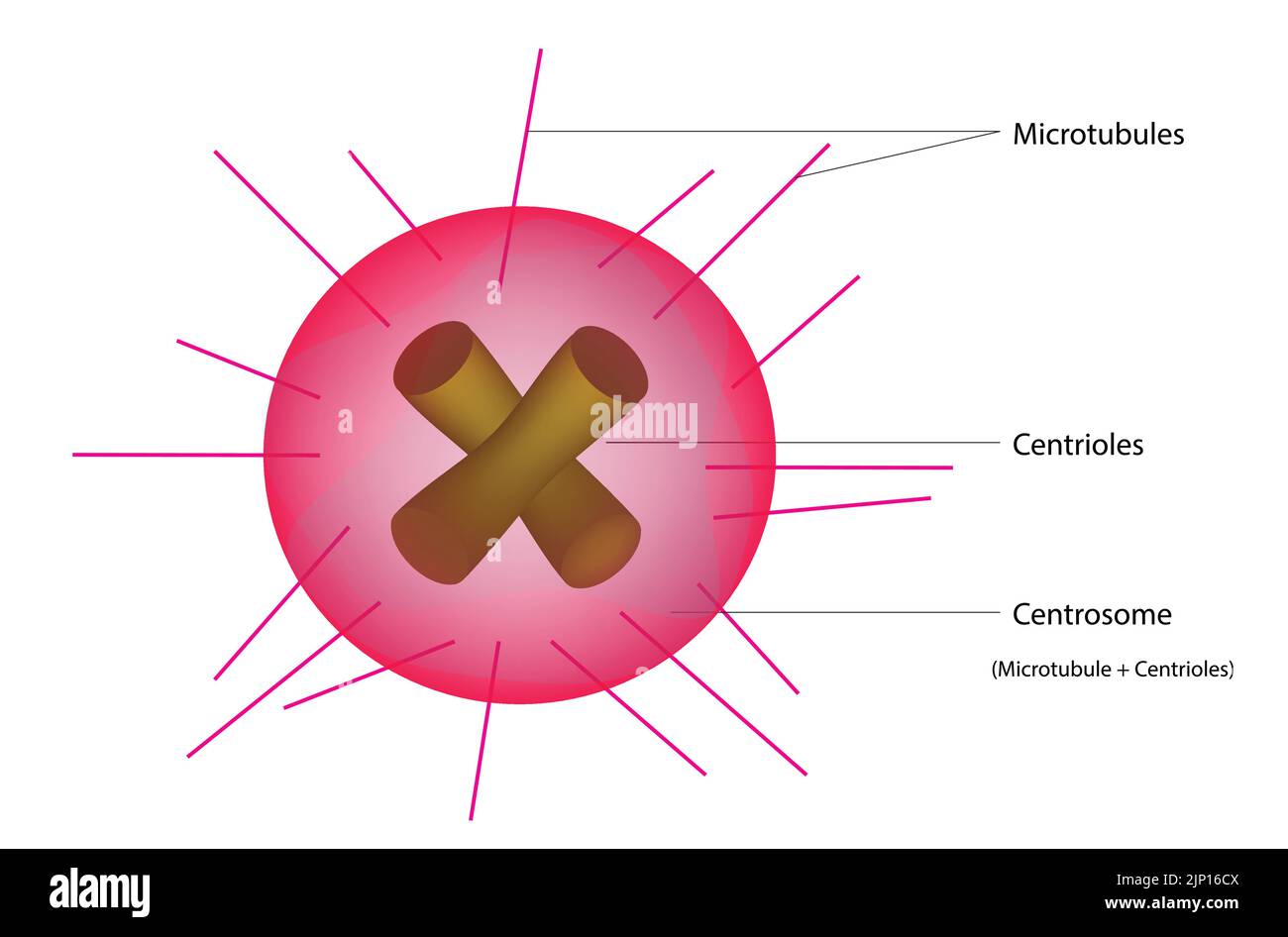 Modello centrosomano Illustrazione Vettoriale