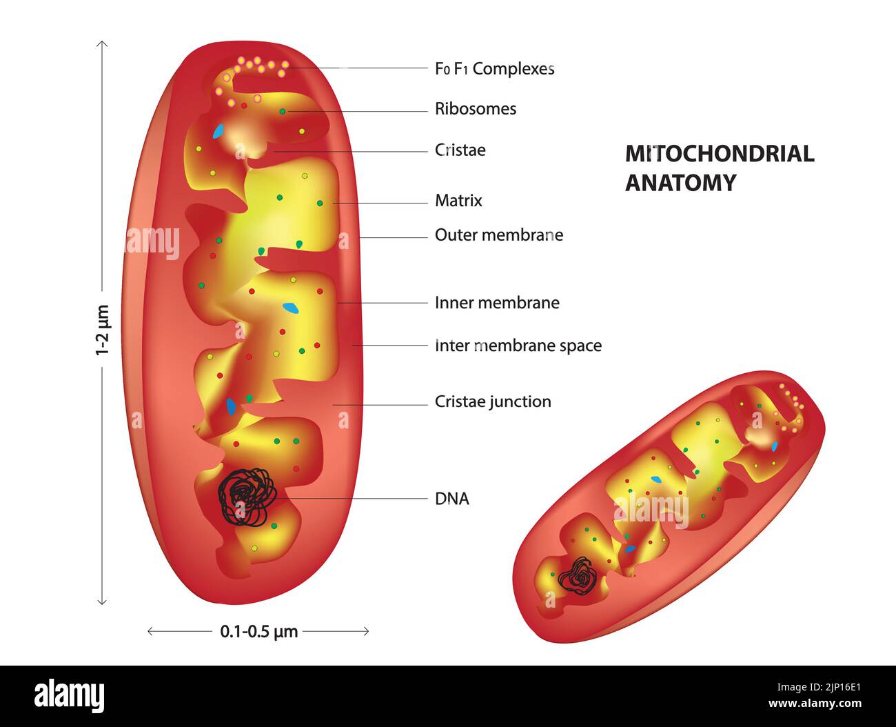 Anatomia mitocondriale Illustrazione Vettoriale