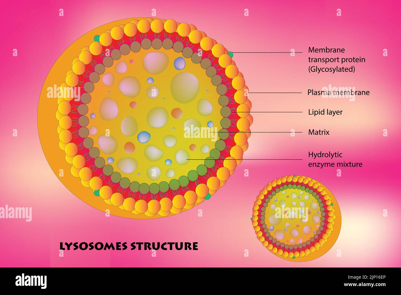 Struttura dei lisosomi Illustrazione Vettoriale