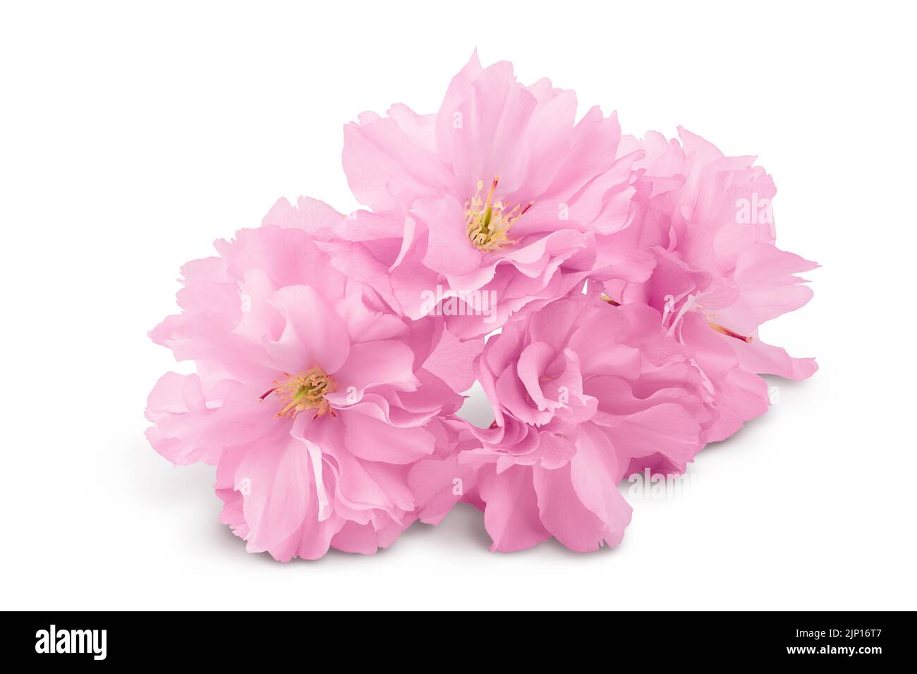 Sakura fiore ciliegio isolato su sfondo bianco con profondità di campo piena. Foto Stock