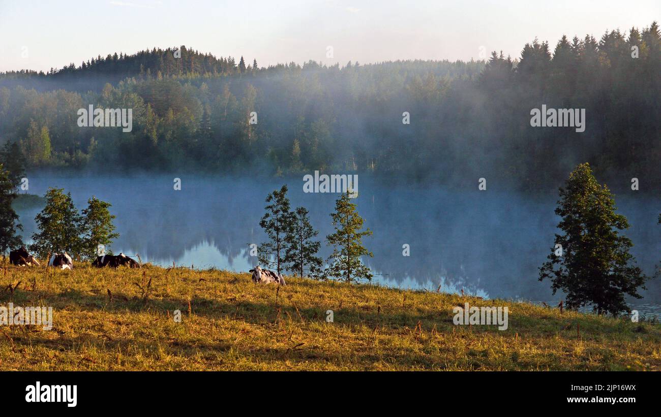 Nebbia mattutina sul lago di Huttujärvi, Vehmersalmi, Finlandia, 2020-07-09 05:06 +03. Foto Stock