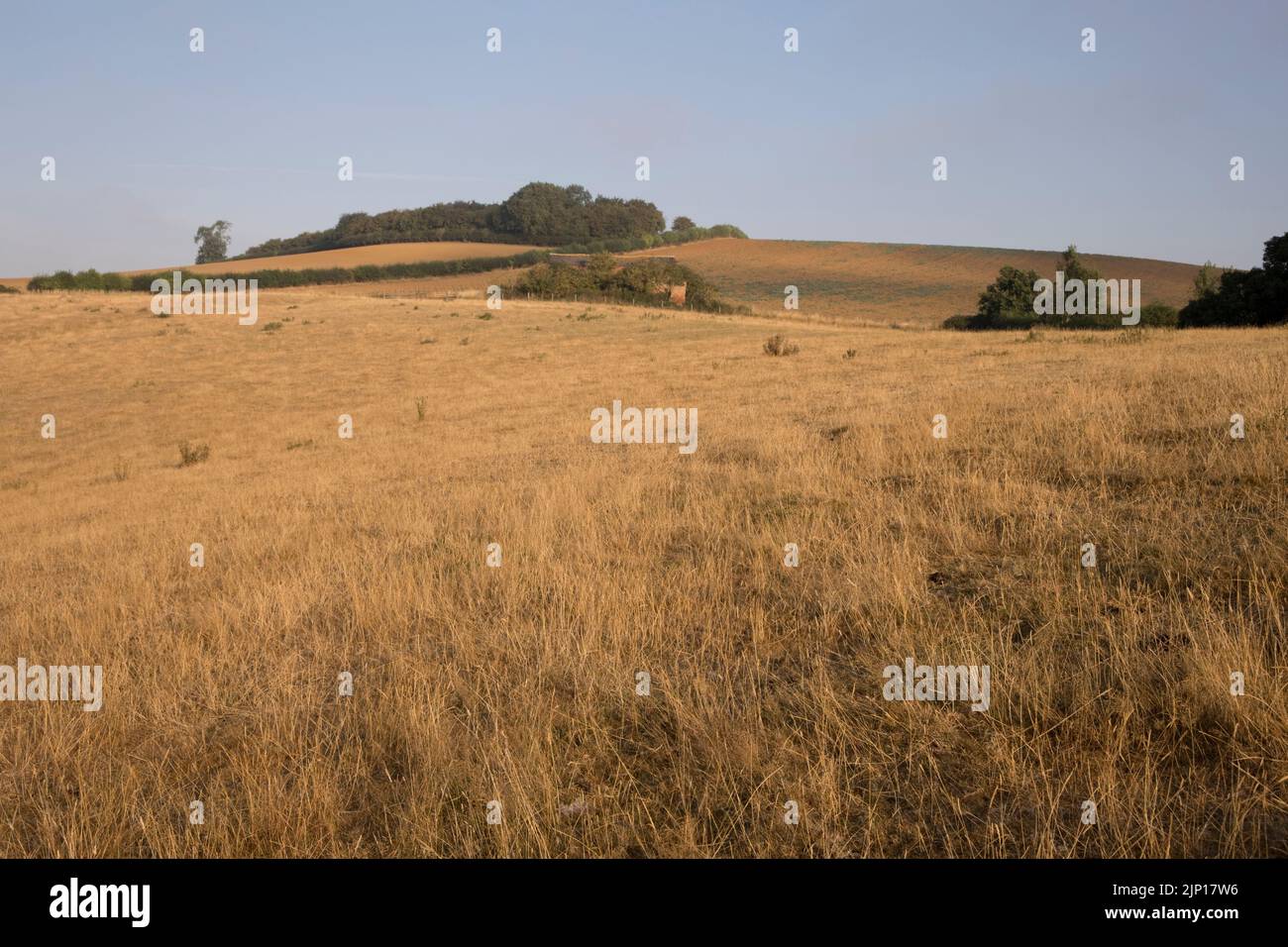 Prateria arroccata con erba gialla al picco di lungo periodo caldo con temperature record 2022 agosto sulle pendici di Meon Hill con copse verde di t maturo Foto Stock