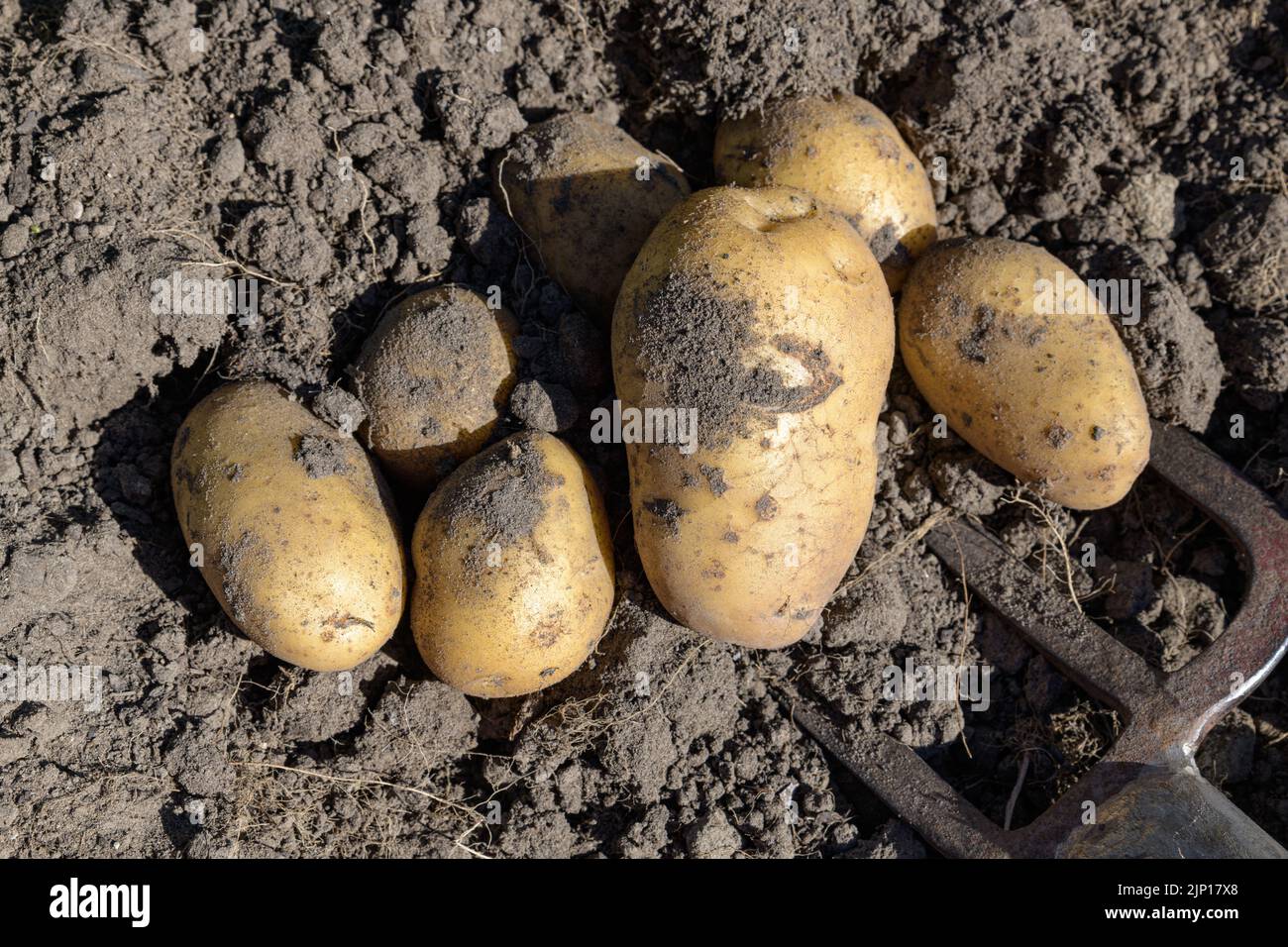 Patate fresche raccolte con una forchetta sdraiata sul terreno. Foto Stock