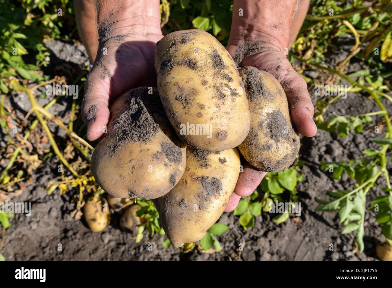 Un raccolto fresco di patate tenuto sopra il suolo in mani maschili. Foto Stock