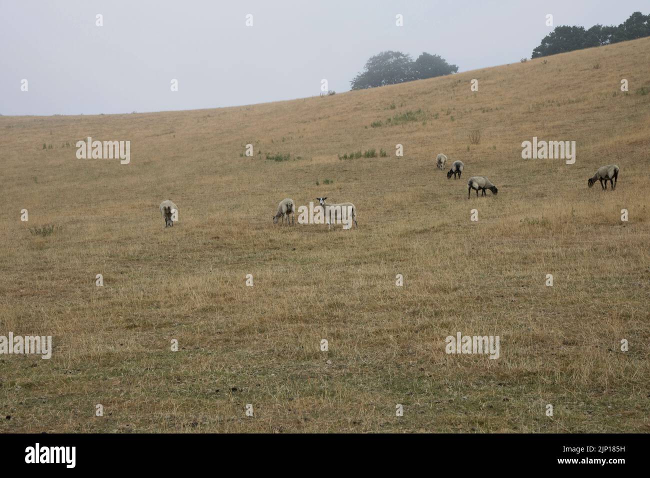 Pecore pascolano su praterie appaiate con erba gialla al picco di lungo periodo caldo con temperature record 2022 agosto sulle pendici di Meon Hill Cotswolds U Foto Stock
