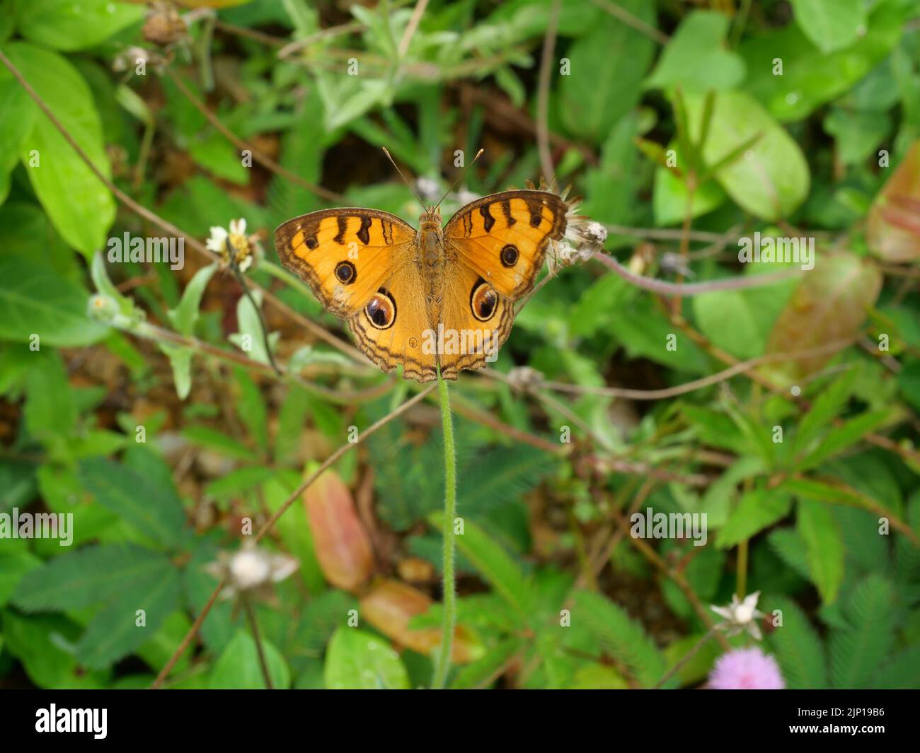 La Pansy di Peacock ( Junonia almana ) farfalla in cerca di nettare su spagnolo Needle flower nel campo con sfondo verde naturale Foto Stock