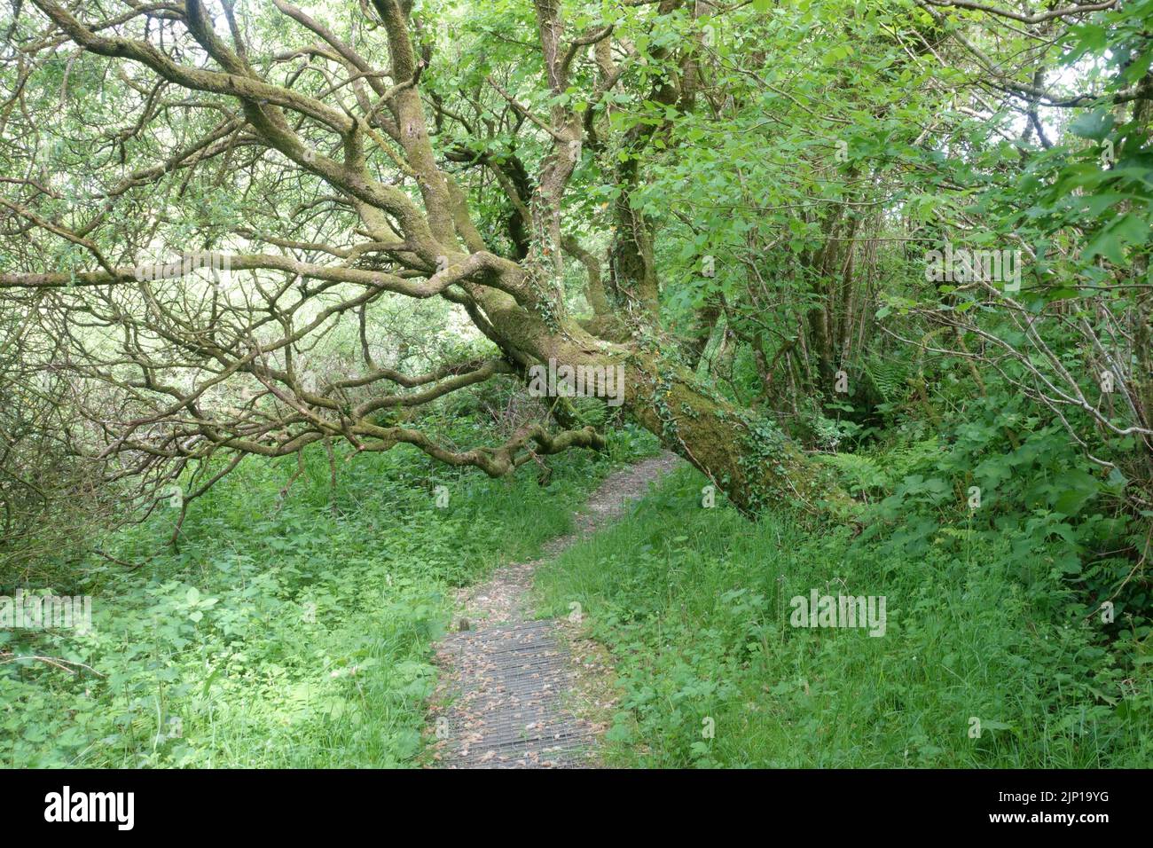 Percorso attraverso vecchi boschi con fitta vegetazione verde e olte edera alberi coperti Regno Unito Foto Stock