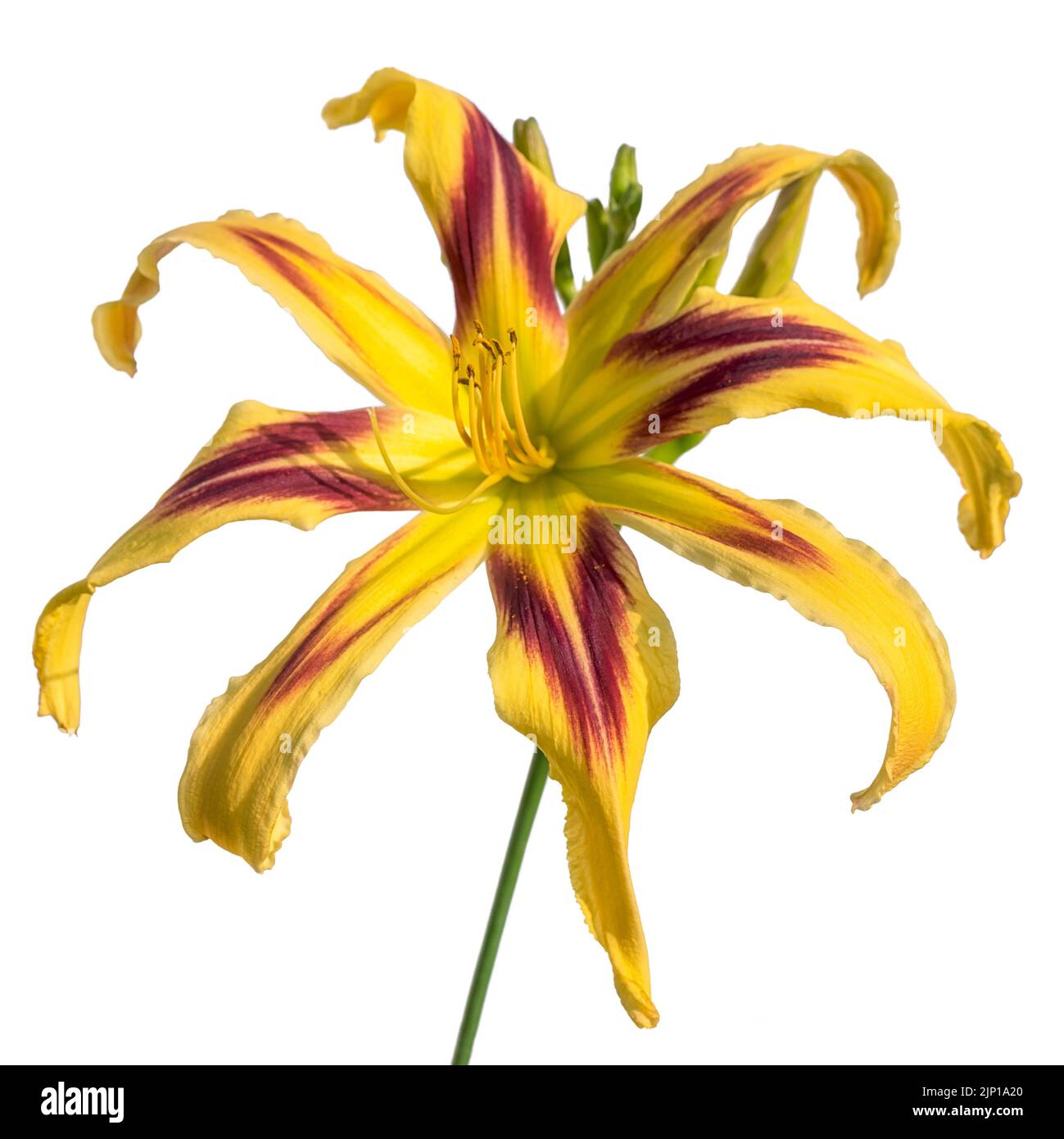 Spider fiore daylily con otto petali primo piano isolato su bianco Foto Stock