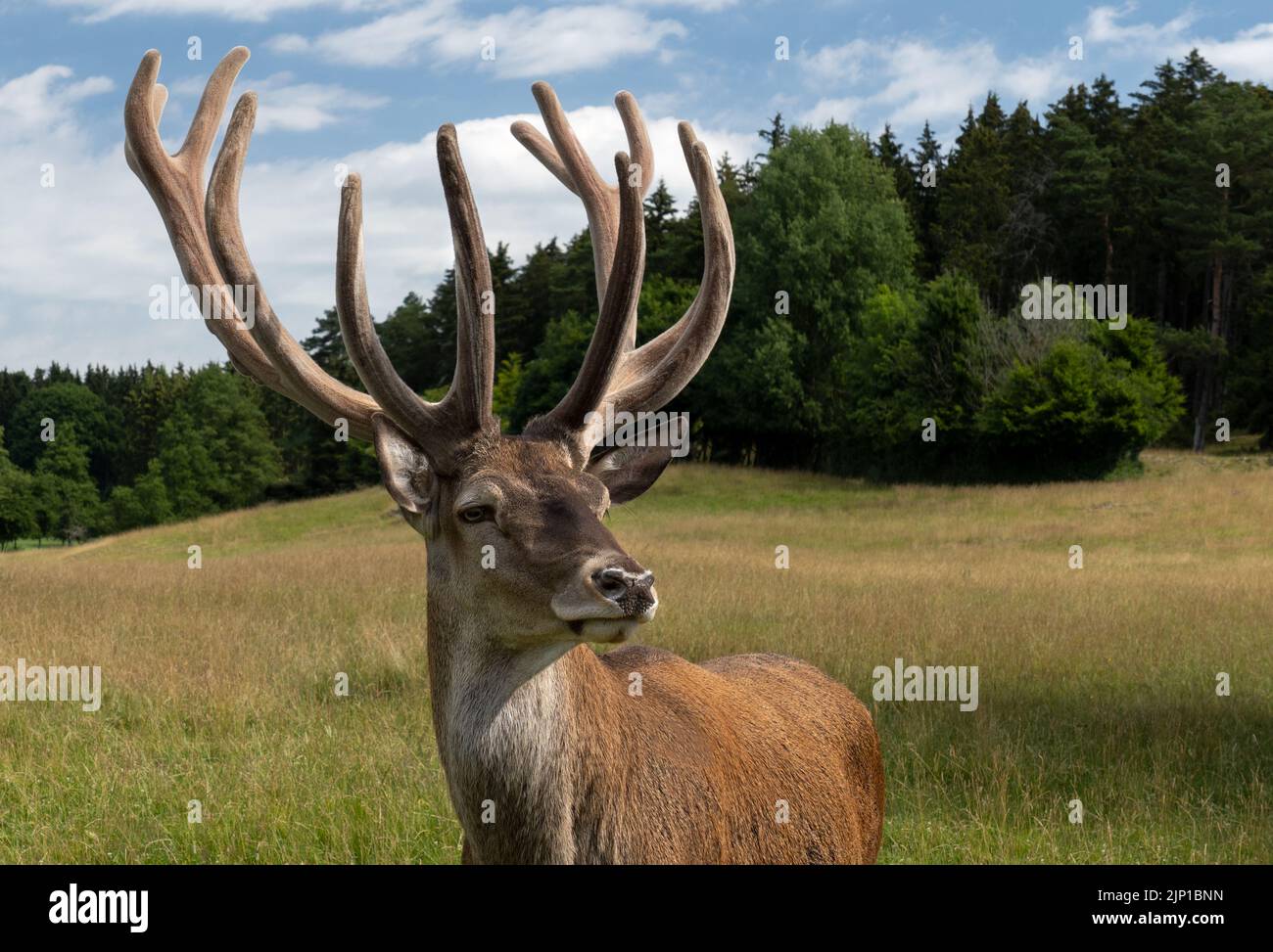 Ritratto di cervo in un prato di fronte a una foresta Foto Stock