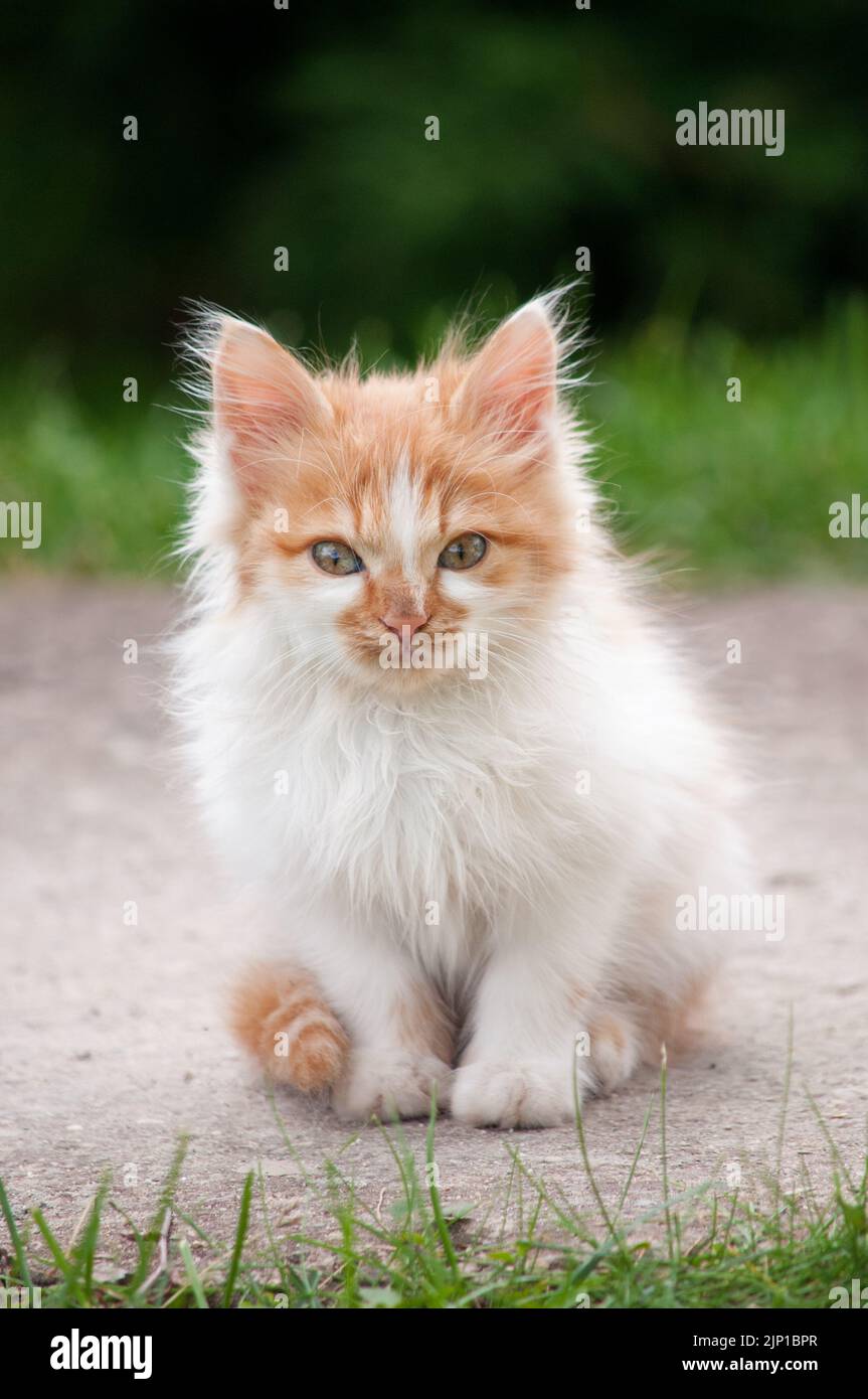 Un piccolo gattino bianco e arancione si trova su un sentiero nel giardino e guarda la macchina fotografica Foto Stock