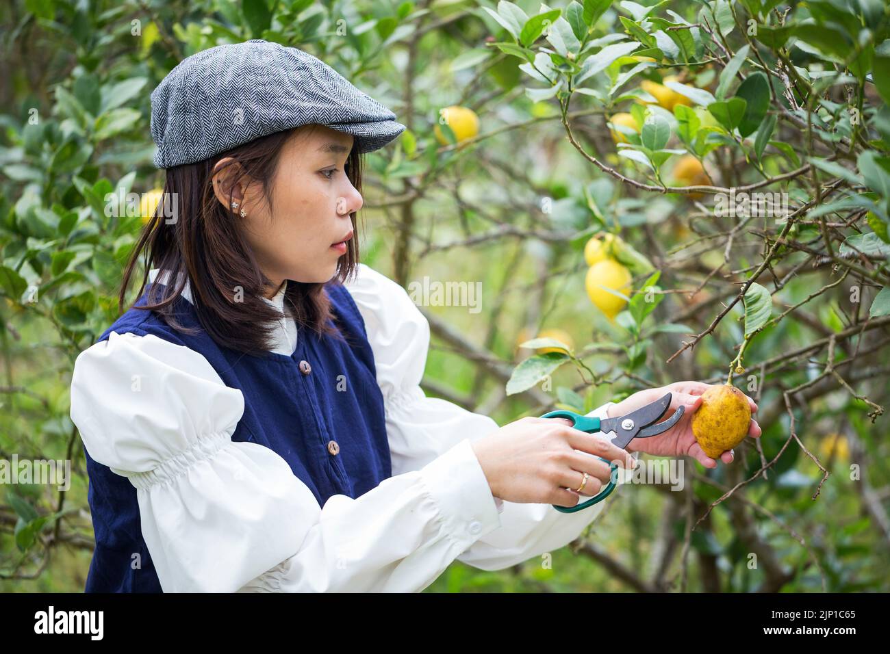 Donna asiatica lavora e viaggia in una fattoria di limoni con la moda contadina e gli accessori Foto Stock