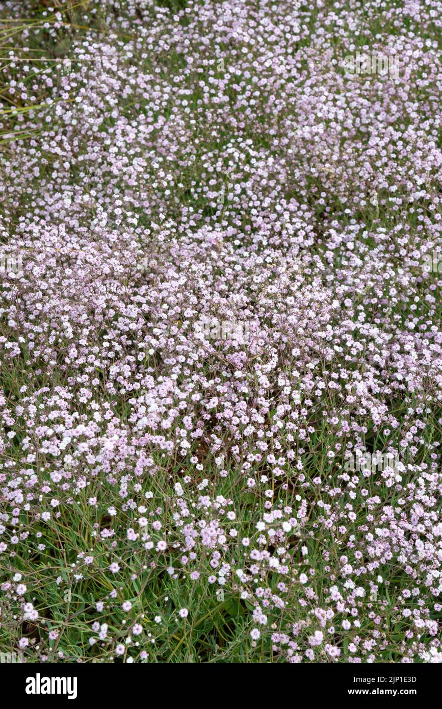 Gypsophila 'Rosenschleier' (respiro di Babys) una pianta perenne a bassa crescita con masse di piccoli fiori doppi rosa in estate. Foto Stock