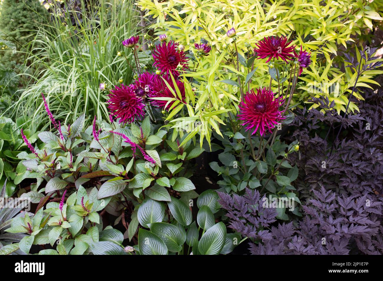 Foglie a contrasto di forma e colore in UK Garden Border Foto Stock
