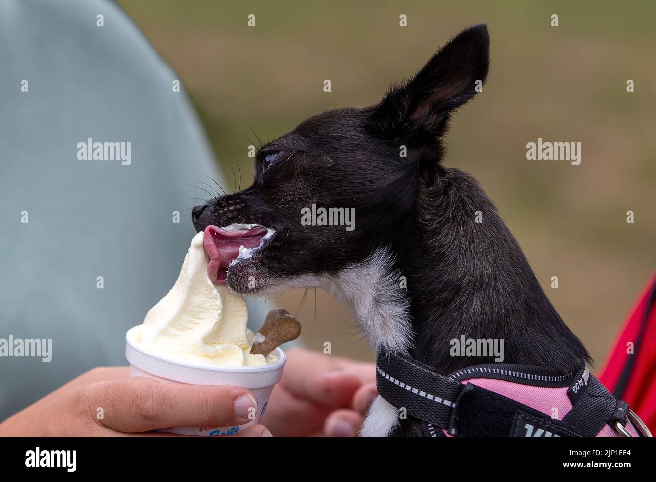 Cane carino che mangia un gelato Foto Stock