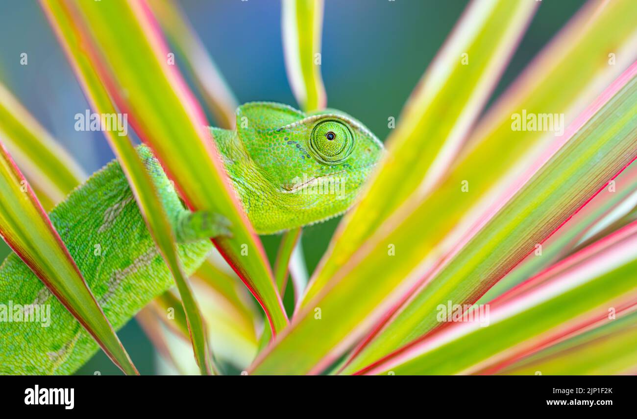 Primo piano Foto di un camaleonte verde chiaro carino in una pianta esotica fresca. Maestro di travestimento tra rettili. Bellezza di una Fauna tropicale selvaggia. Foto Stock