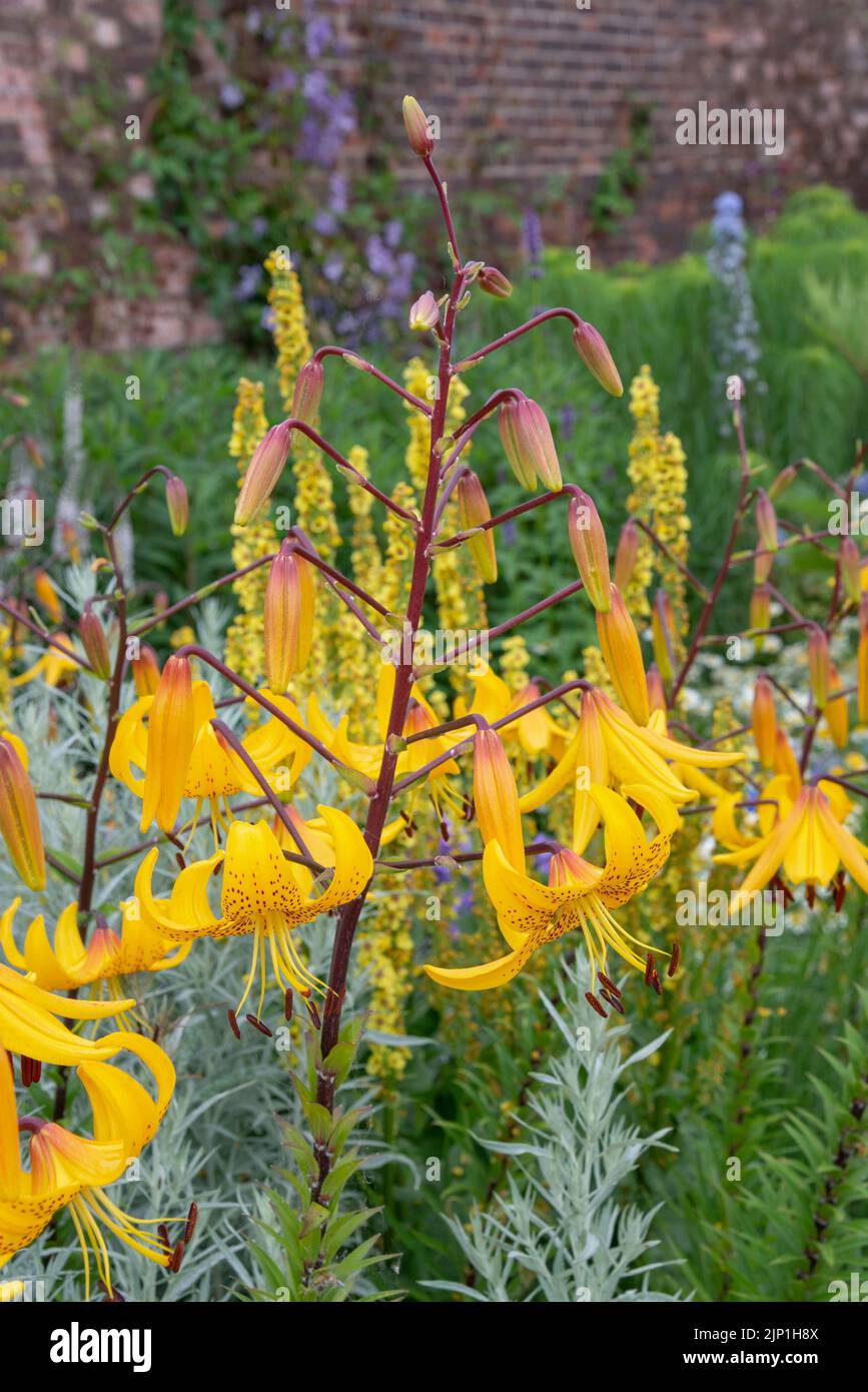 Lilium Leichtlinii, una pianta bulbosa con bellissimi fiori gialli a metà estate. Foto Stock