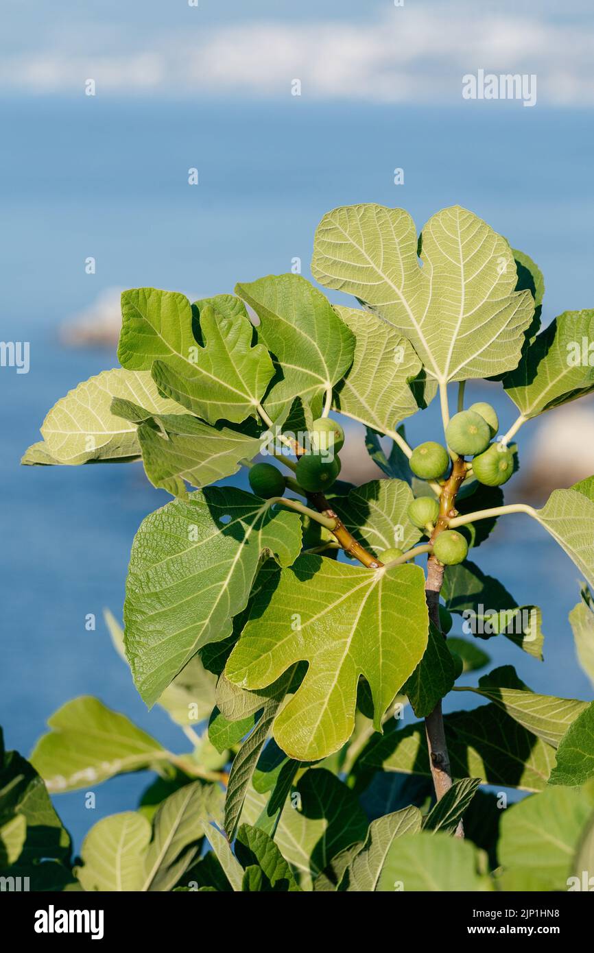 Mazzo di fichi verdi su un fico sullo sfondo del mare. Ficus Carica ramo con frutta Foto Stock
