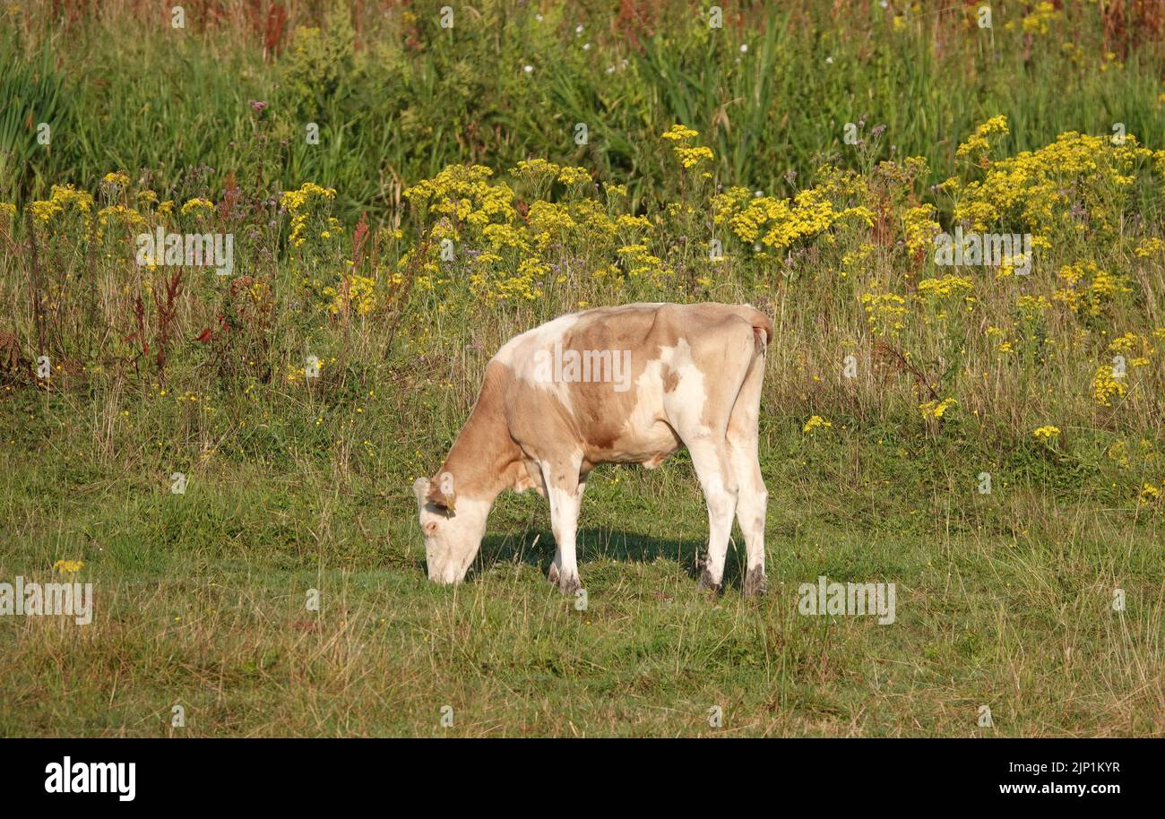 Vitello marrone pallido. Ha segni distinti come una vacca rossa Frisone di Holstein, ma sono più pallido nel colore. Foto Stock