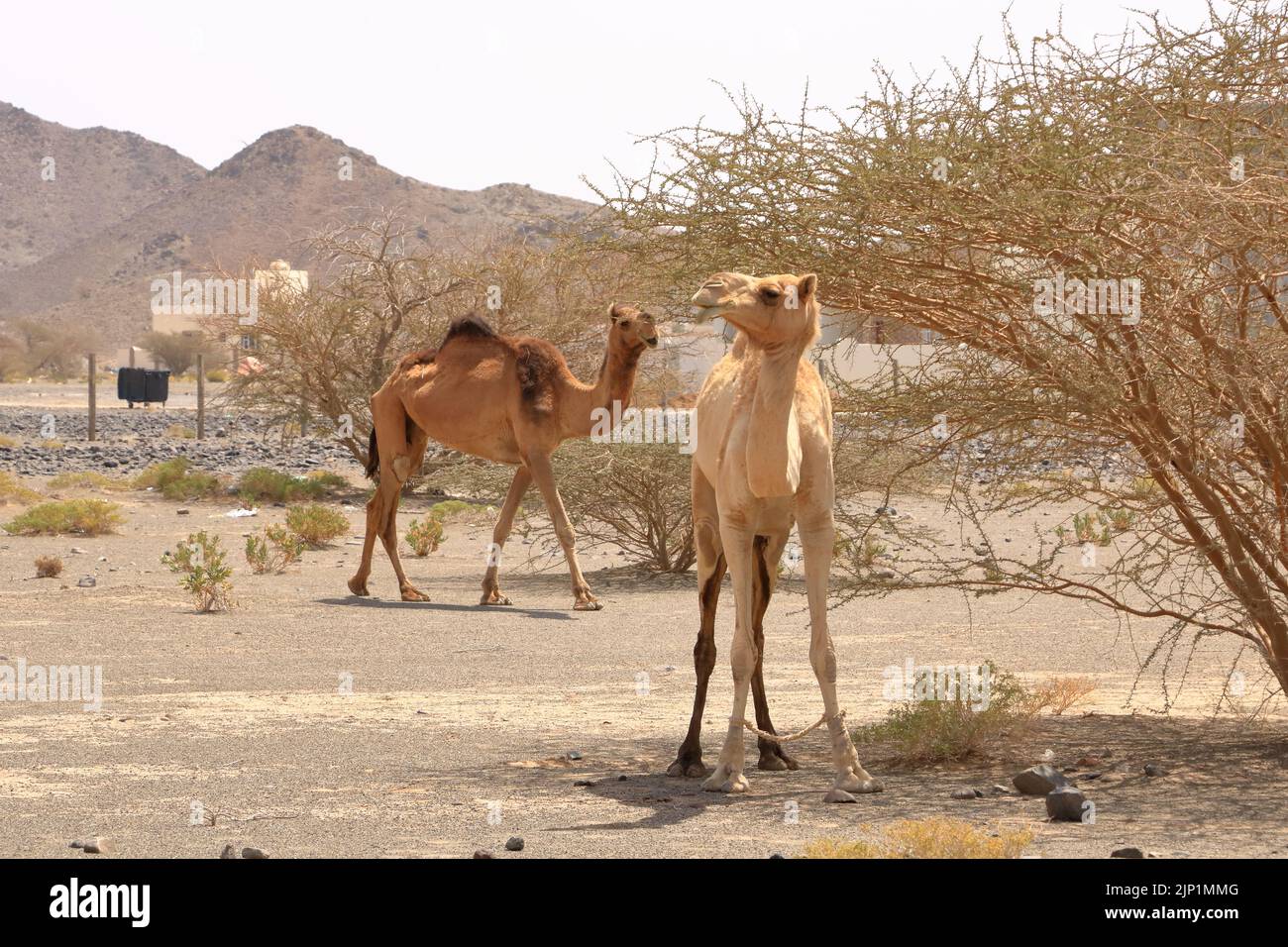 Oman, cammello a piedi gratuito vicino a una strada, bellissimo paesaggio arido di montagne Foto Stock