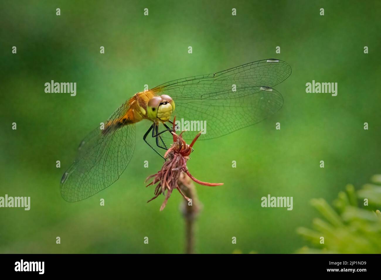 Mi piace fare escursioni nei boschi e nei prati di Door County Wisconsin presto e tardi nel giorno in cerca di drago e damselfly per fotografare. Foto Stock