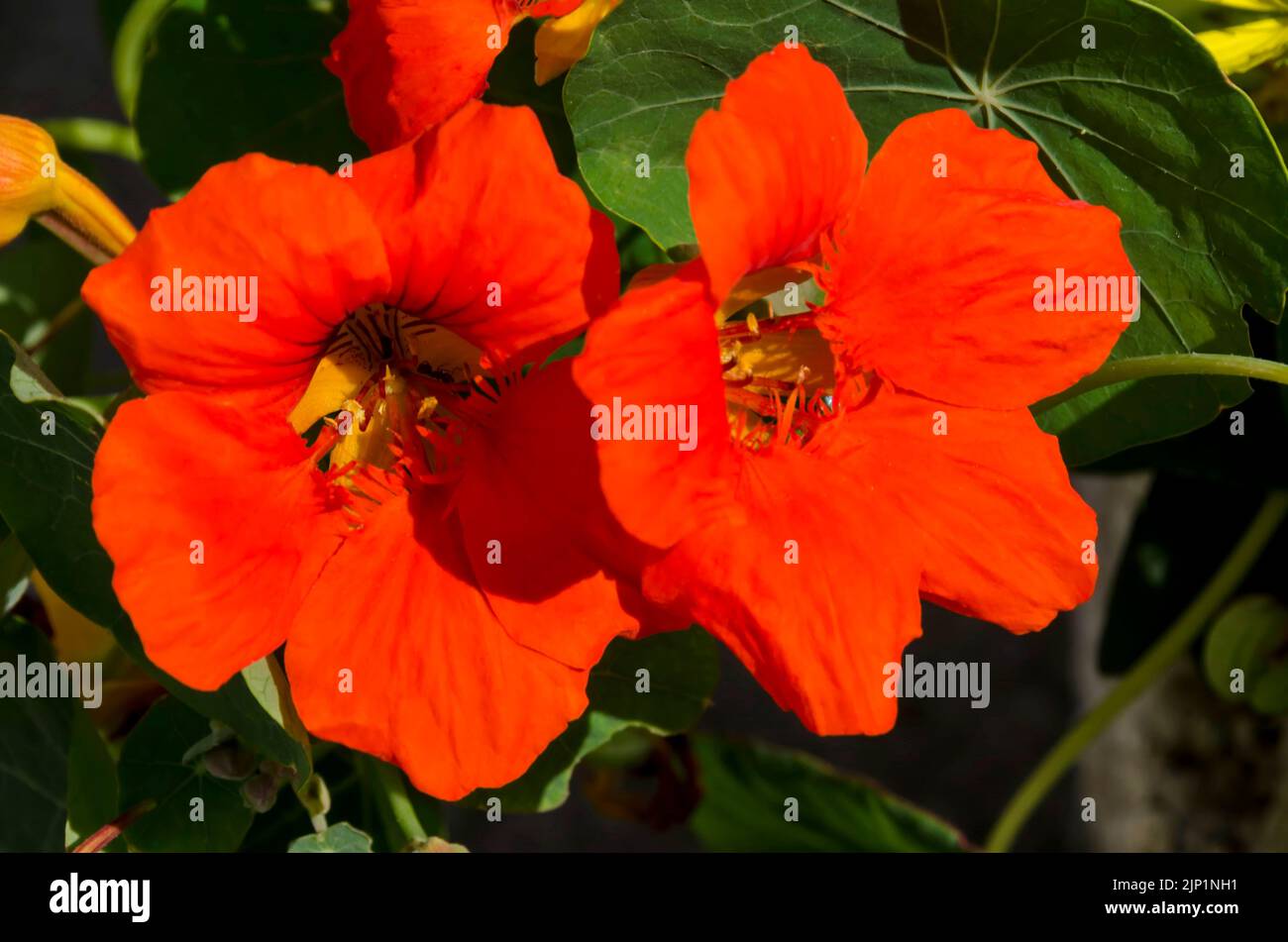 Nasturzio fiore, stress indiano o tropaolum majus nel giardino estivo, Sofia, Bulgaria Foto Stock