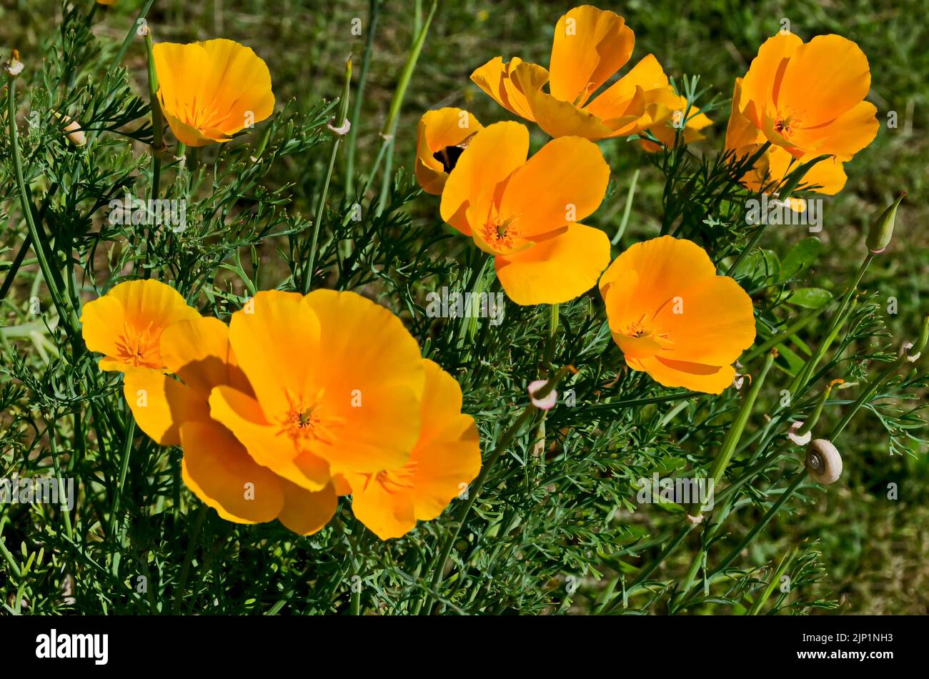 Un pittoresco campo di bellissimi e luminosi papaveri arancioni, il fiore ufficiale della California, Sofia, Bulgaria Foto Stock