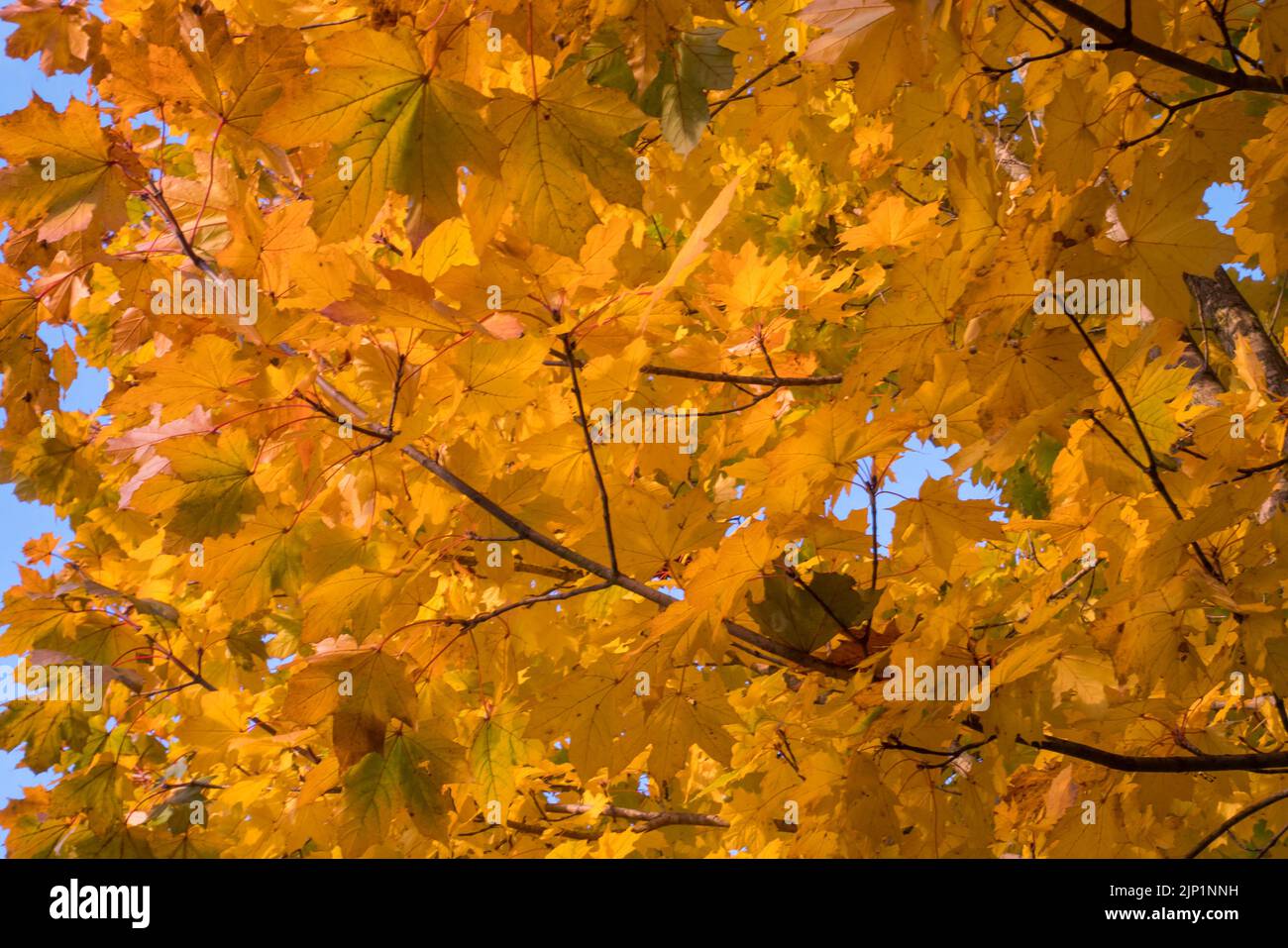 Foglie gialle e cielo blu in autunno. Foto Stock