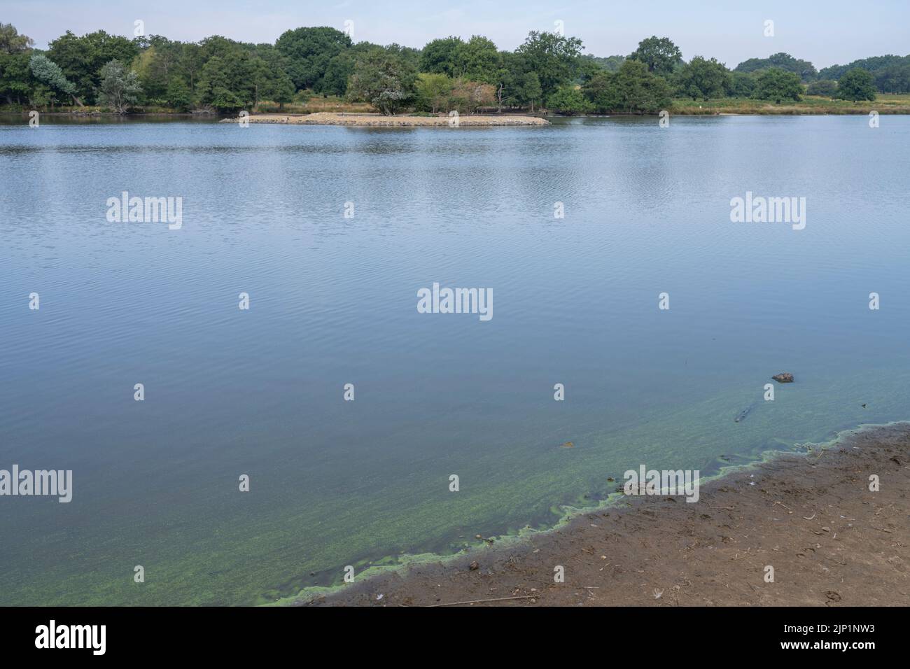 Richmond Park, Londra, Regno Unito. 15 agosto 2022. Si formano alghe verdi blu velenose in Pen Ponds a Richmond Park. Un'altra giornata secca a Londra con tempeste previste per la fine di martedì e mercoledì nella regione. Credit: Malcolm Park/Alamy Live News Foto Stock