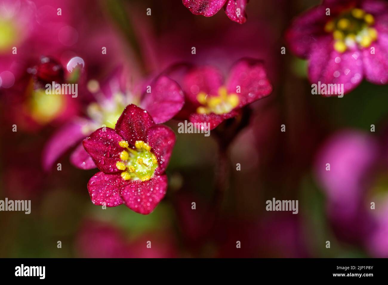 Piccoli fiori color magenta con corpi di polline gialli dopo una doccia a pioggia con molte piccole gocce d'acqua. Molti più fiori possono essere visti in ombra io Foto Stock