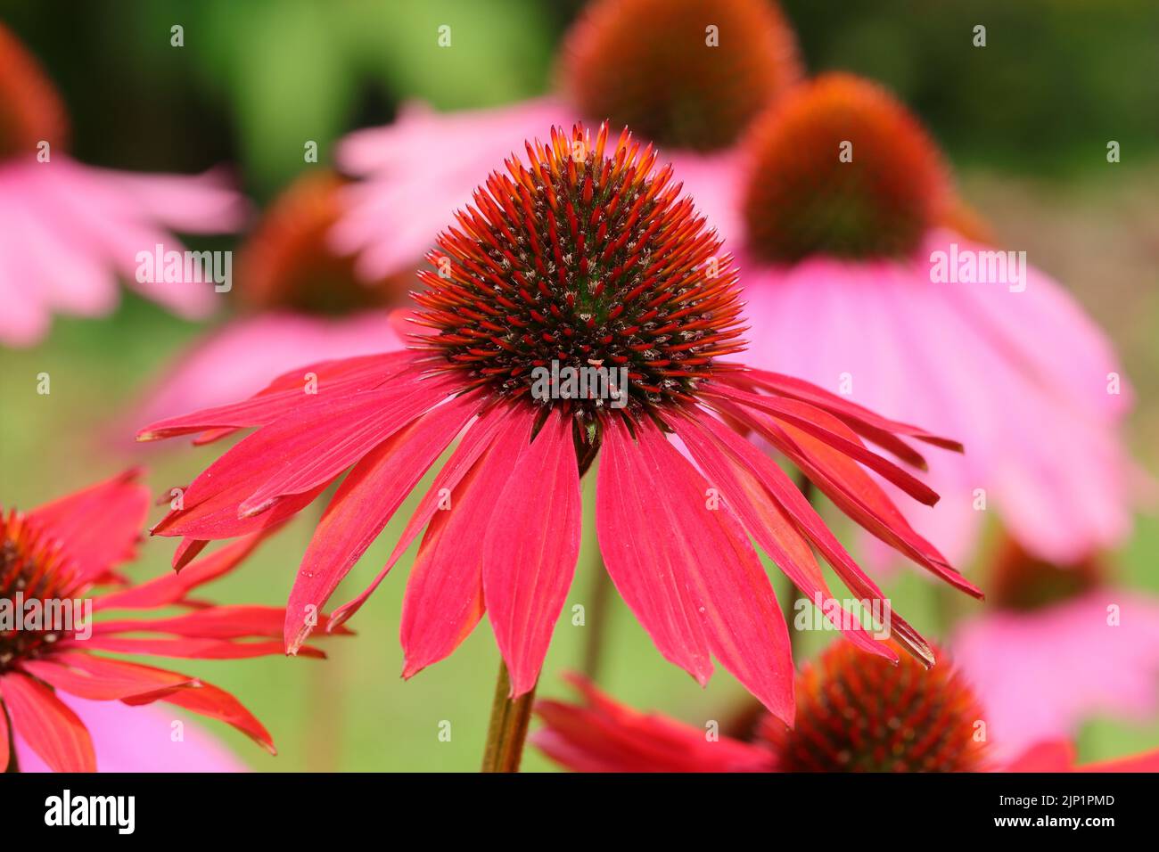 primo piano di un'echinacea purea rosa in un letto di fiori, vista laterale Foto Stock