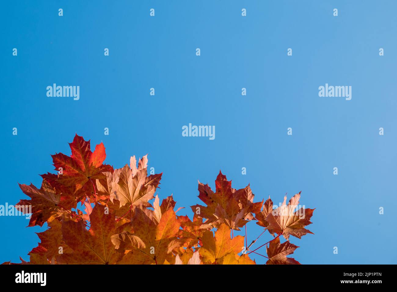 Foglie gialle e rosse e cielo blu in autunno. Foto Stock