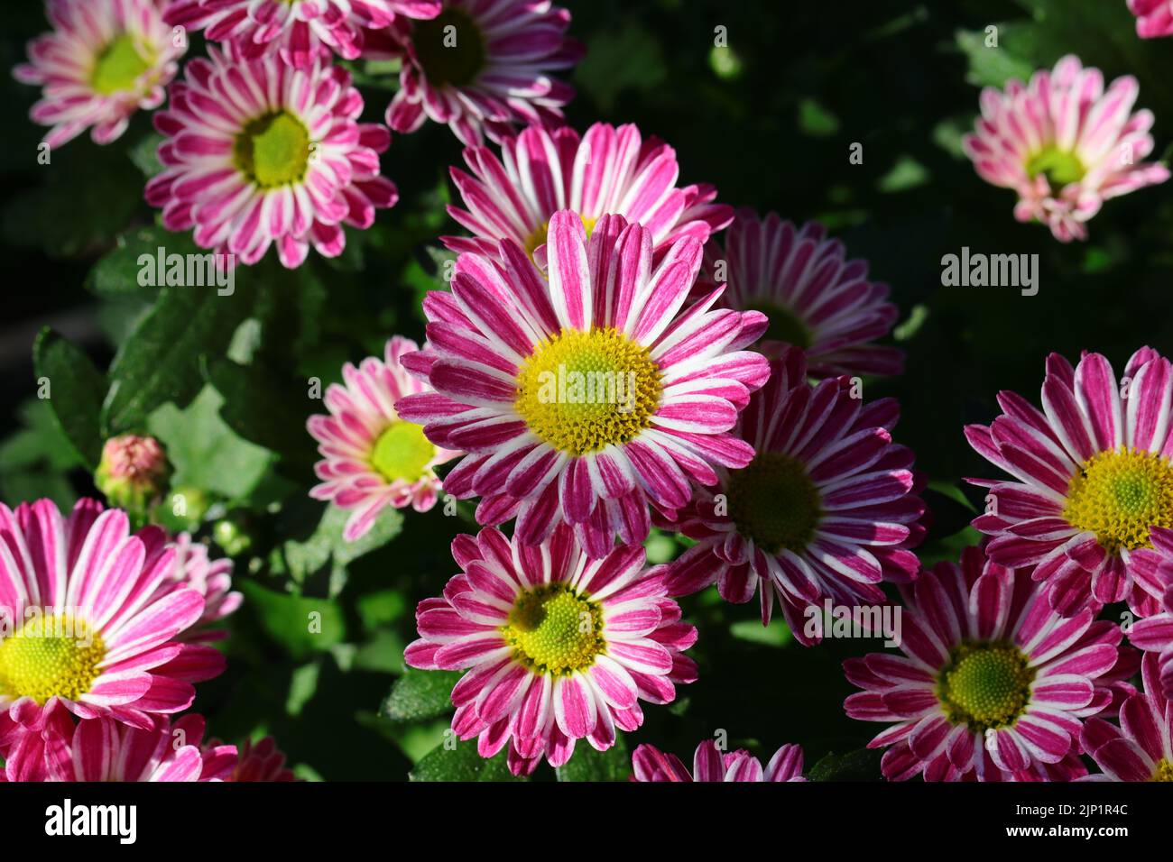primo piano di bellissimi fiori di crisantemo bianco rosa, vista dall'alto Foto Stock