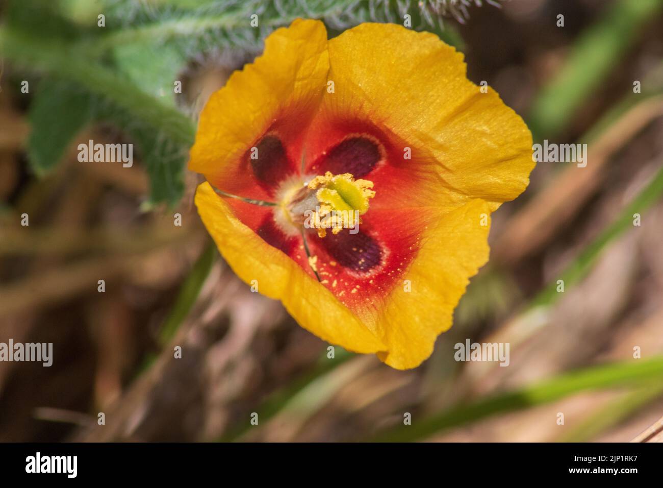 Glaucium corniculatum, pianta di papavero-cornuto rosso in fiore Foto Stock