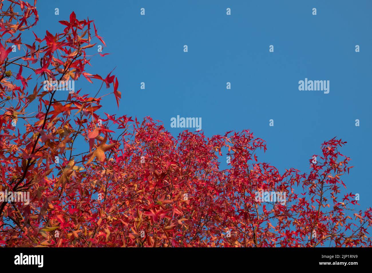 Foglie rosse e cielo blu in autunno. Foto Stock