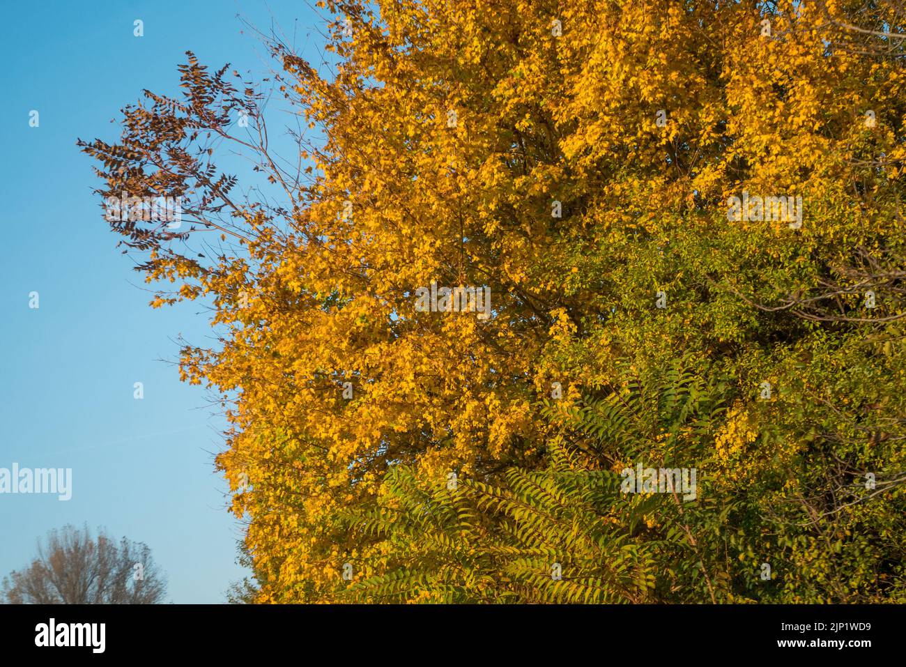 Foglie gialle e cielo blu in autunno. Foto Stock