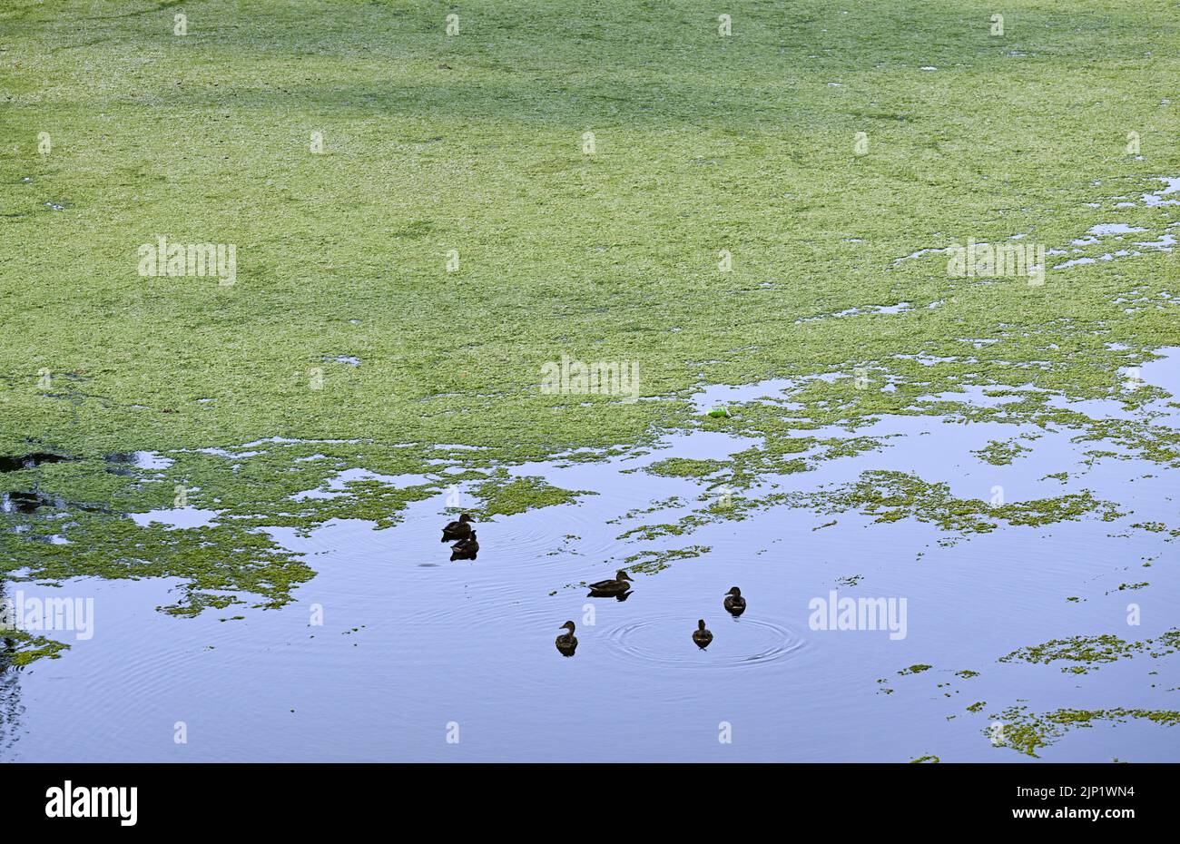 Neckartailfingen, Germania. 15th ago, 2022. Le piante di acqua possono essere viste sulla superficie del Neckar. La mancanza di precipitazioni e le alte temperature hanno anche portato a bassa acqua sul Neckar. Credit: Bernd Weißbrod/dpa/Alamy Live News Foto Stock