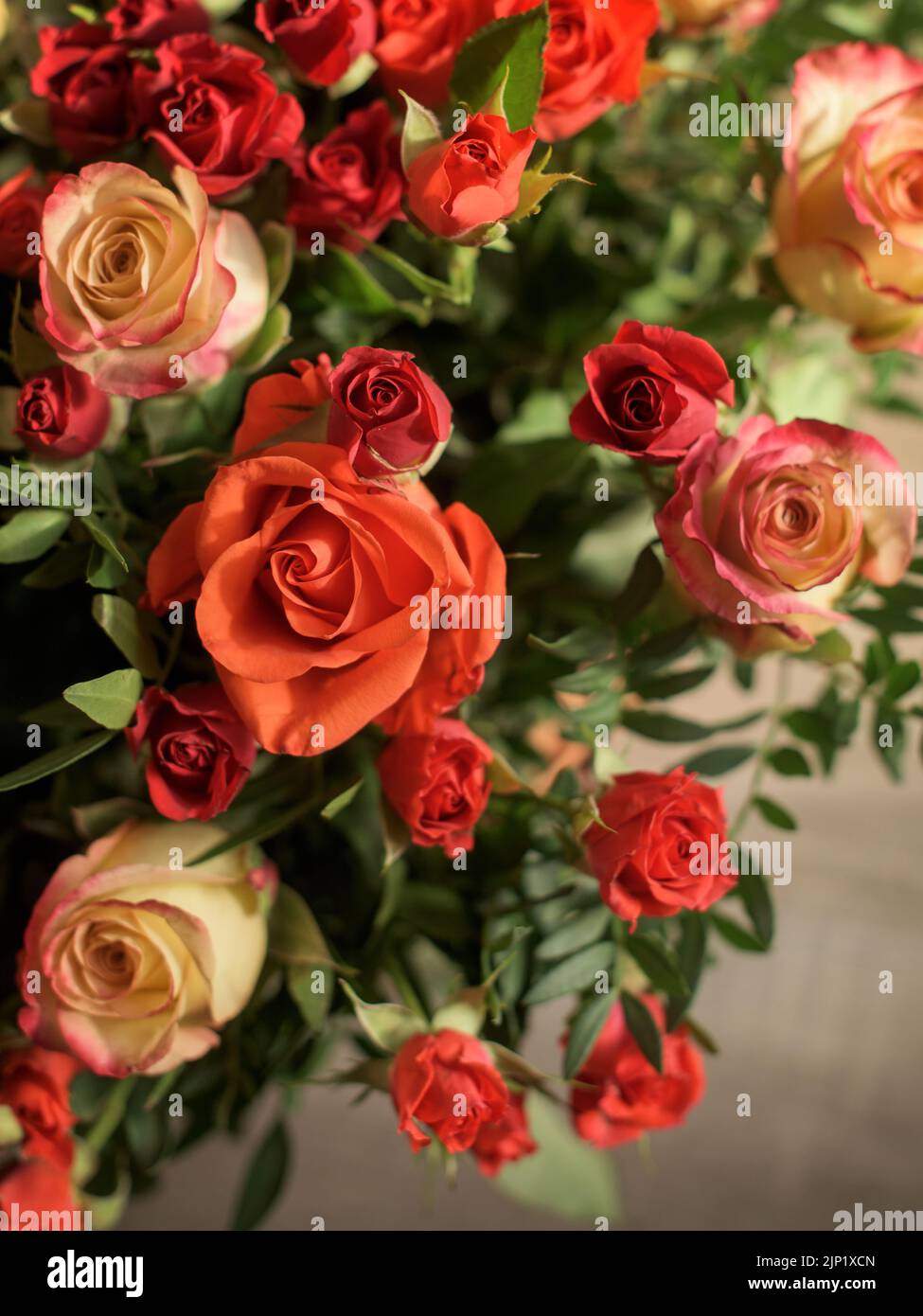 Bouquet di rose rosse, arancioni e gialle - composizione di fiori multicolore. Sfondo di una cartolina. Foto Stock