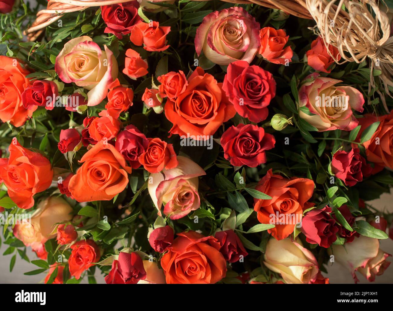 Bouquet di rose rosse, arancioni, gialle - composizione di rose multicolore. Sfondo di una cartolina. Foto Stock