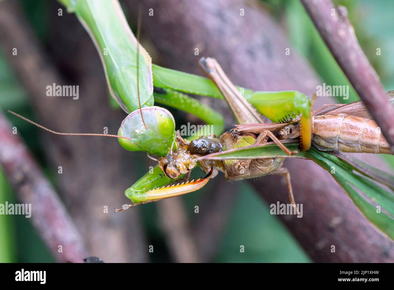 Mantide verde in preghiera con preda. Foto macro. Cacciatore di insetti. Il mantis che prega mangia la sua preda. Mantide in preghiera sulle foglie verdi. La mantide in preghiera mangia Prey Foto Stock