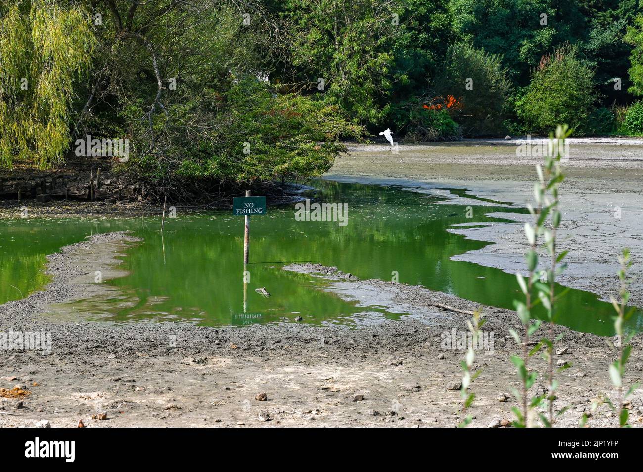 Brighton, Regno Unito. 15th ago, 2022. L'antico stagno sassone del villaggio di Falmer alla periferia di Brighton è completamente prosciugato, mentre le condizioni di caldo e siccità continuano nel sud-est: Credit Simon Dack/Alamy Live News Foto Stock